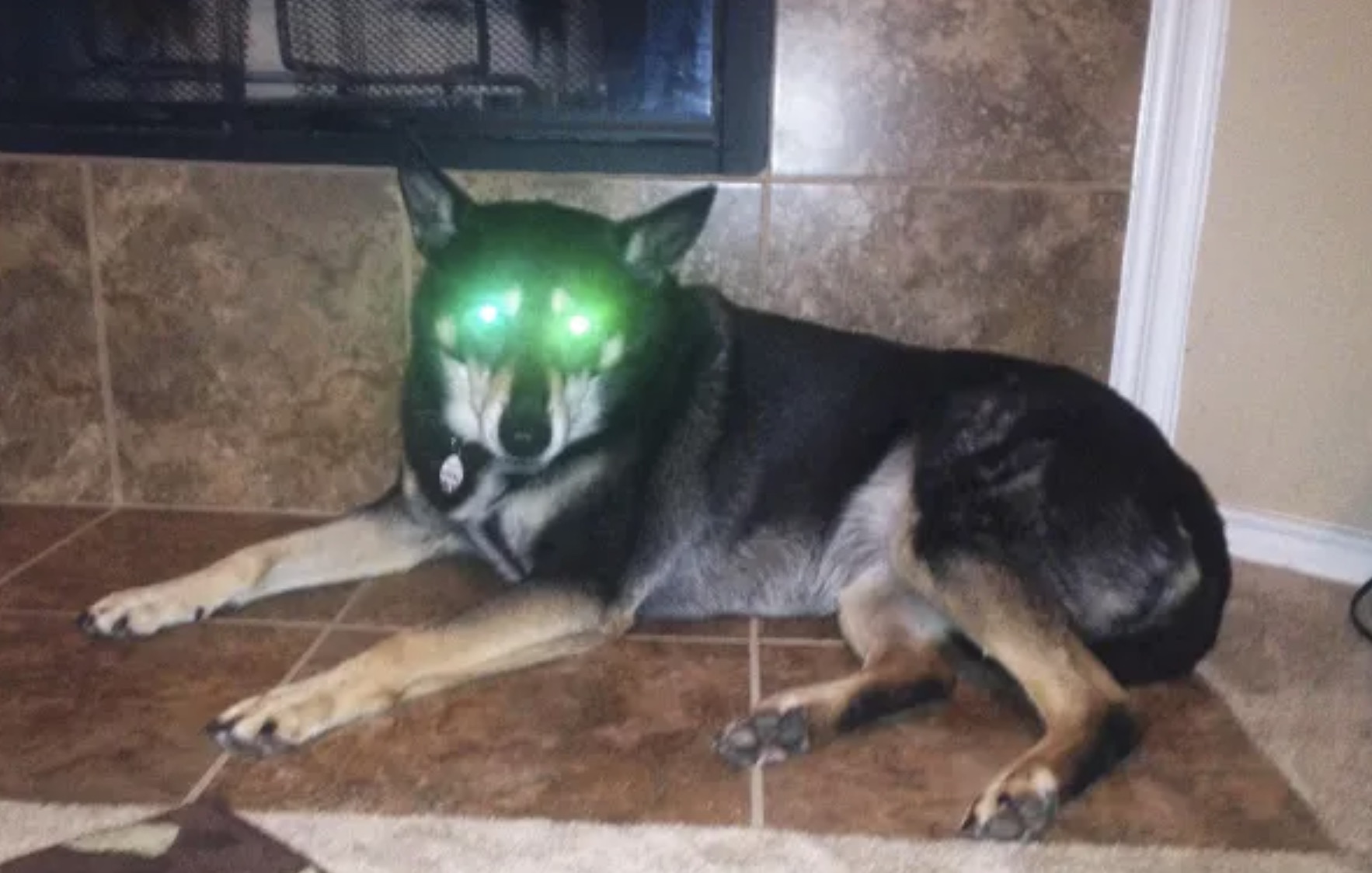 dog eyes glowing green